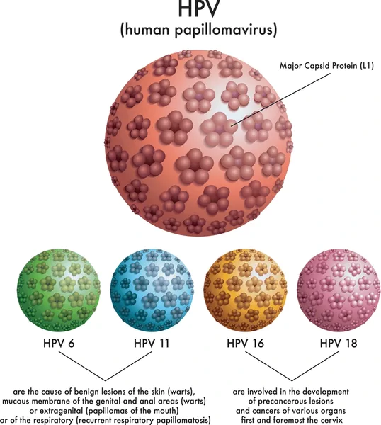 human papillomavirus types human papillomavirus types